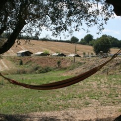 Tenuta Tredici Ulivi