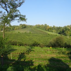 Agriturismo Le Sorgive e Le Volpi