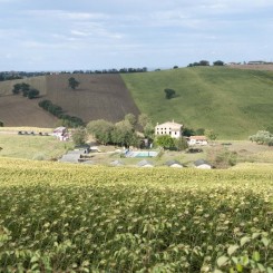 Tenuta Tredici Ulivi