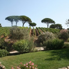 Tenuta delle Ripalte