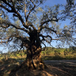 Camping de L'Olivigne