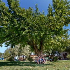 Tenuta Tredici Ulivi