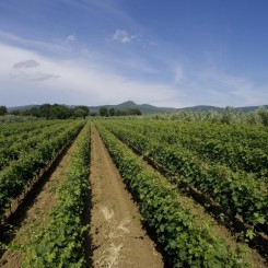 Agriturismo Eucaliptus